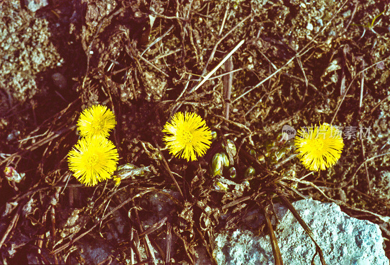 Tussilago farfara(小马的脚)